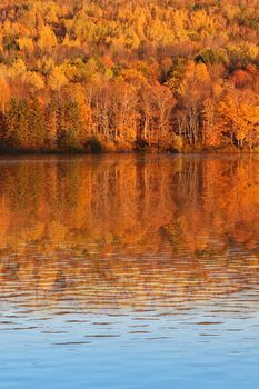 Beautiful and colorful fall trees glowing during sunset with reflections along the Saint John River in rural New Bruswick, Canada