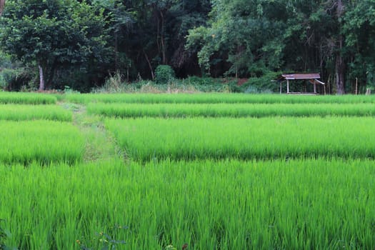 The paddy fields adjacent to the forest.