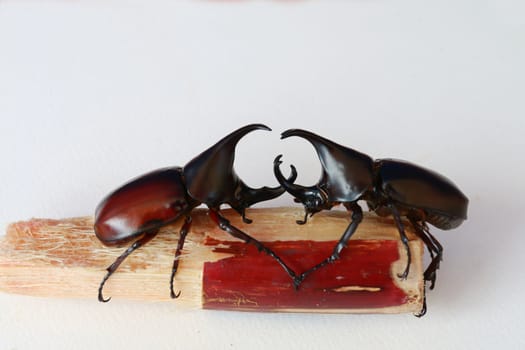 There are black and brown horn beetle ready for fighting on the sugar cane.