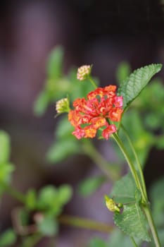 The branch of  lantana flower.It is the red bunch.