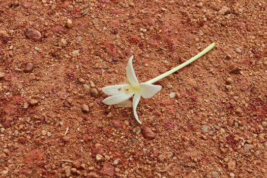 Flower of Indian cork tree is fallen on the ground in the end of the rainy season.