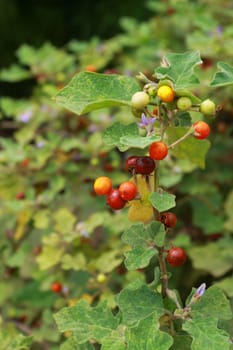 There are many color of solanum on solanum tree.