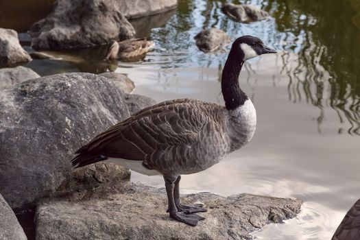 Lone Canada Goose Standing On A Rock By A Pond In Vancouver, Canada