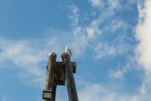 Lone Seagull Perched High Up On A Pylon Pole At A Marina