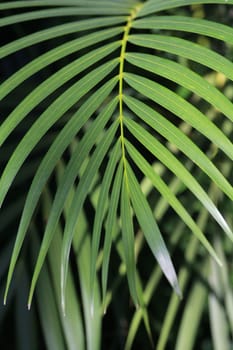 Leaf of palm looks fresh in the rainy season.
