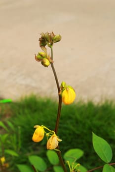 The branch of sesbania have many bud are blooming.