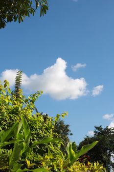 The cloud and tree in clear weather day.So every thing looks colorful.