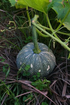 The unripe pumpkin is growing on haystack.