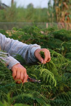 The image of hand harvest the cha by pliers in vegetable garden.