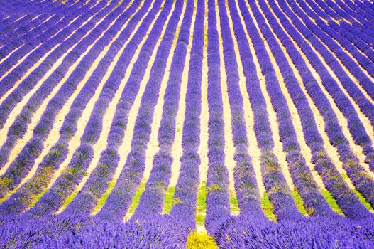 Lavender flower blooming scented fields in endless rows. Valensole plateau, provence, france, europe. 