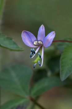 chelidonii is a plant of the family Capparidaceae.