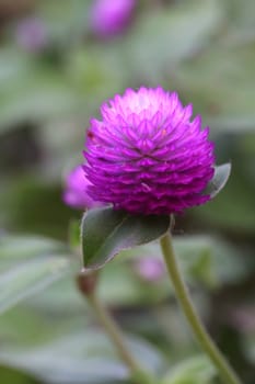 Pink globe amaranth in full bloom.