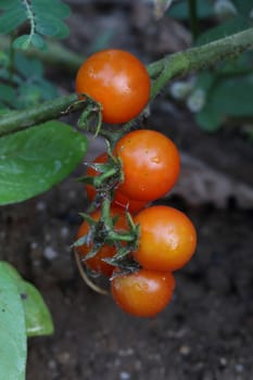 The branch of ripe tomato after raining.