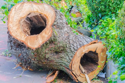 Hollowed-out tree trunk from the inside verpfault after a storm.