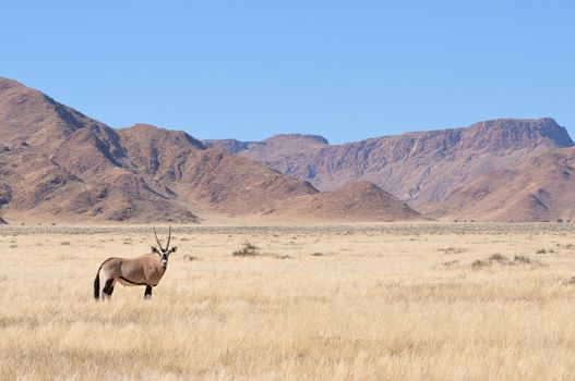 Oryx in grass and mountain landscape in the Namib Desert
