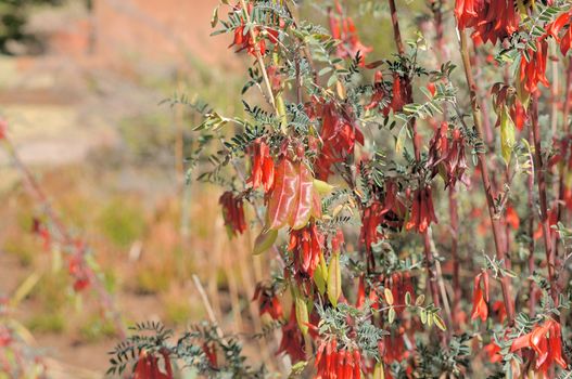 Cancer bush, also called Balloon pea, in the Free State Botanical Gardens in Bloemfontein, South Africa
