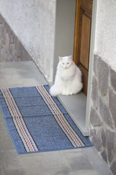 Portrait of a white persian cat with different color eyes.