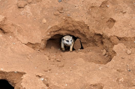 Meerkat or suricate in nest or burrow
