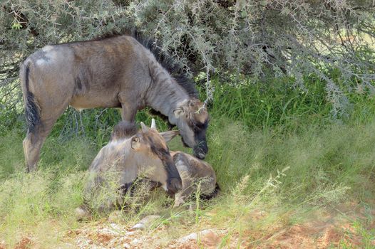 Two blue Wildebeest calves hiding from the sun in the Kgalagadi Transfrontier Park
