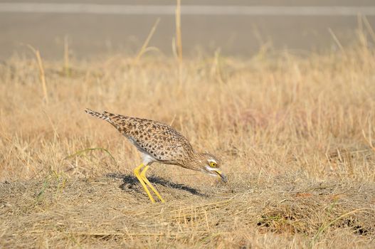 Spotted thick-knee also known as Cape thick-knee, Burhinus capensis
