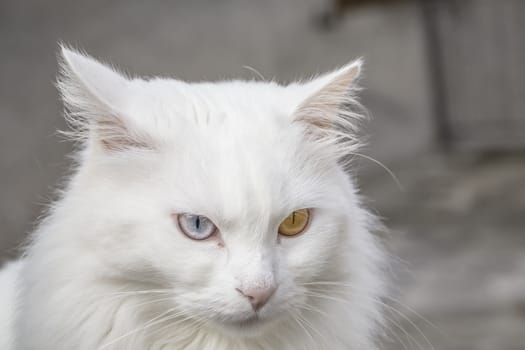 Portrait of a white persian cat with different color eyes.