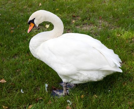 Big white swan on a green grass