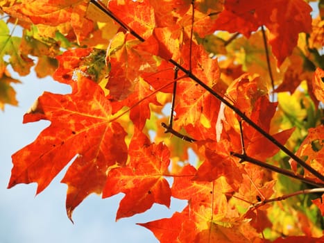 A close-up image of colourful Autumn leaves.