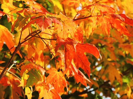 A close-up image of colourful Autumn leaves.