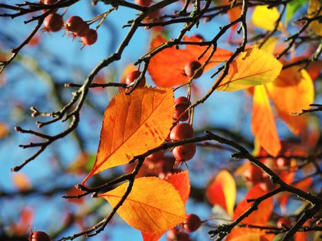 A close-up image of colourful Autumn leaves.