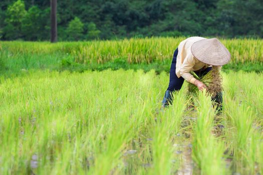 Vietnam Farmer transplant rice seedlings on the plot field
