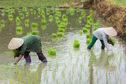 Vietnam Farmer transplant rice seedlings on the plot field