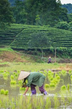 Vietnam Farmer transplant rice seedlings on the plot field