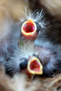 Close up of two baby birds in a nest.