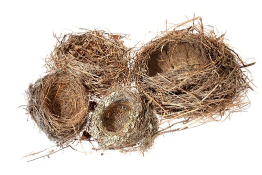 Birds nest on the white background. (isolated).