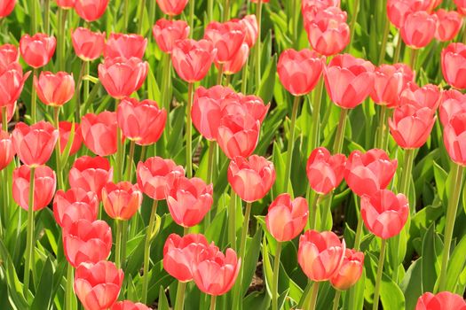 Red tulips blossom in summer on a green background.