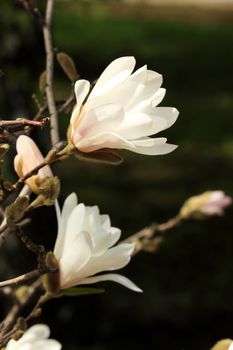 White magnolia blossom in summer on a green background (Magnolia virginiana)