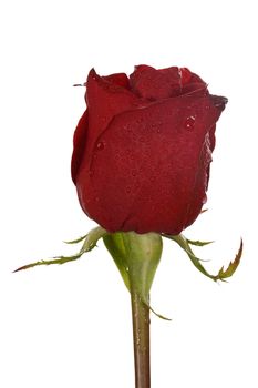 Red rose with drops of dew isolated on white background