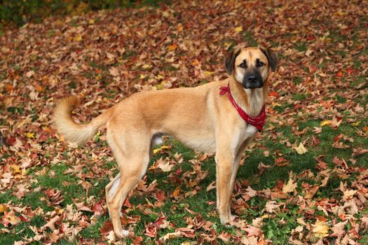 Handsome large mixed Boxer, Retriever, Shepherd breed dog, standing on an autumn background