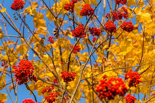 Rowan in autumn with yellow leaves at the back