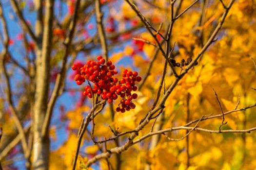 Rowan in autumn with yellow leaves at the back