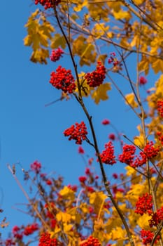 Rowan in autumn with yellow leaves at the back