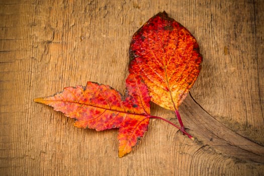 Red wet autumn leaves on the background a dark old wood