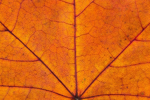 Close up of colorful autumnal maple leaf texture