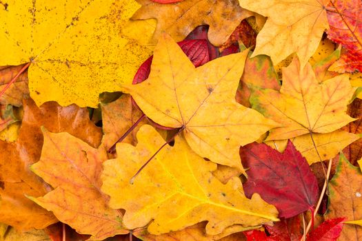 Beautiful yellow and red autumn leaves background texture