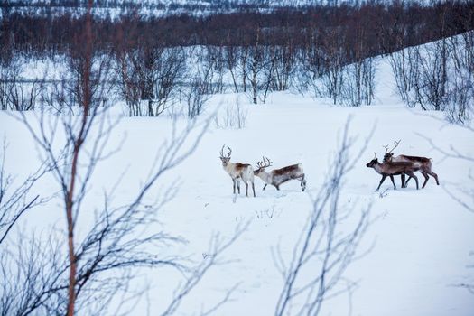 Wild reindeer running in snow, Norway, Scandinavia