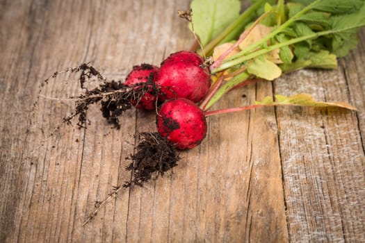 Bunch of fresh radishes on old wooden table