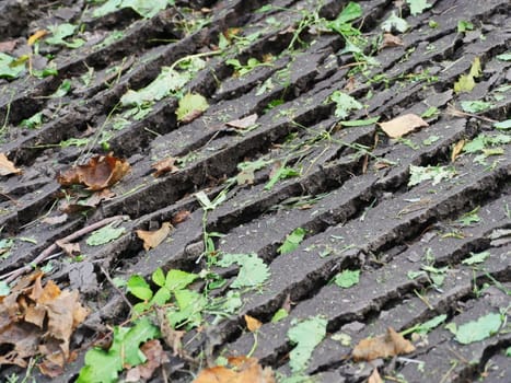 image of colorful leaves on the ground slices