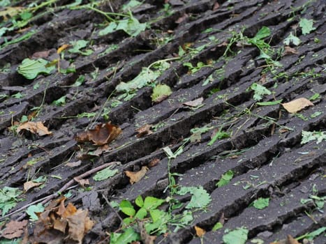 image of colorful leaves on the ground slices