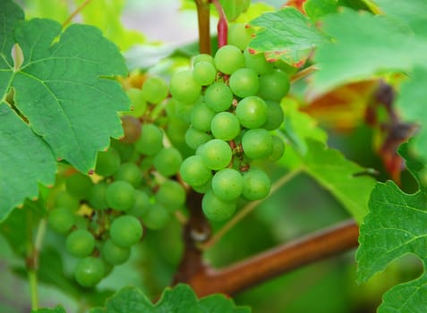 cluster of farm fresh green delicious grape fruit growing on vine