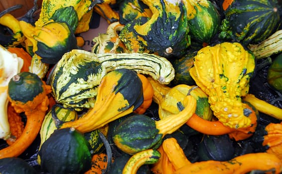 pumpkin fruit for cooking and halloween decoration